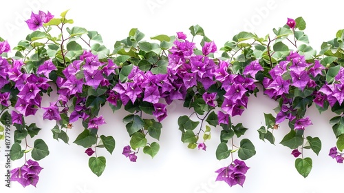 Purple Bougainvillea Flowers on a White Wall