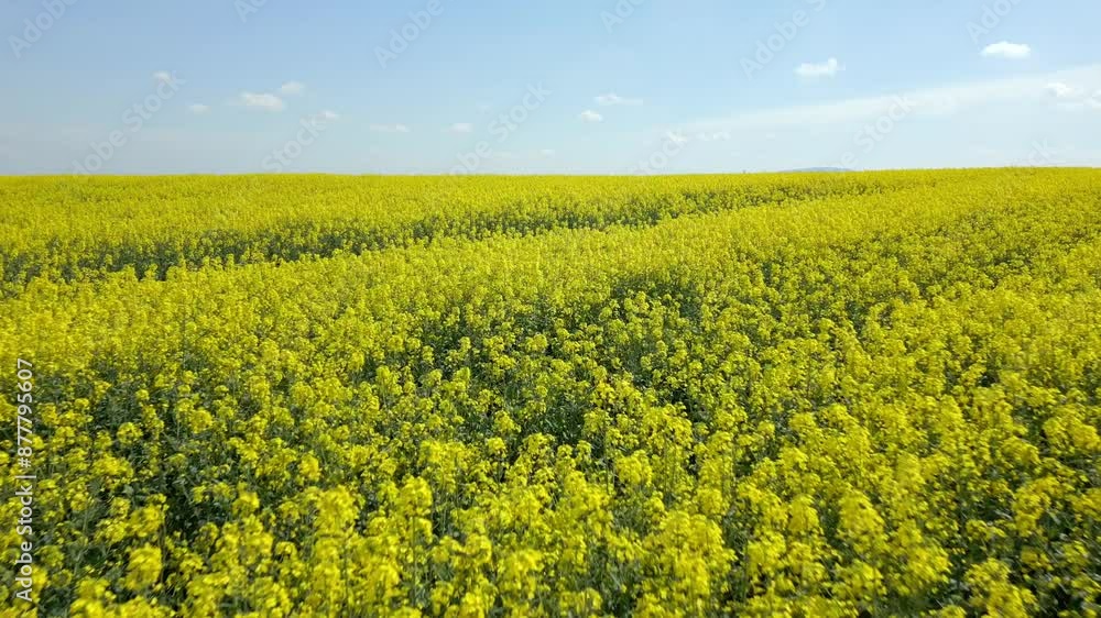 Smooth flight over beautiful yellow flowering meadow in summer Smooth flight over beautiful yellow flowering meadow in summer