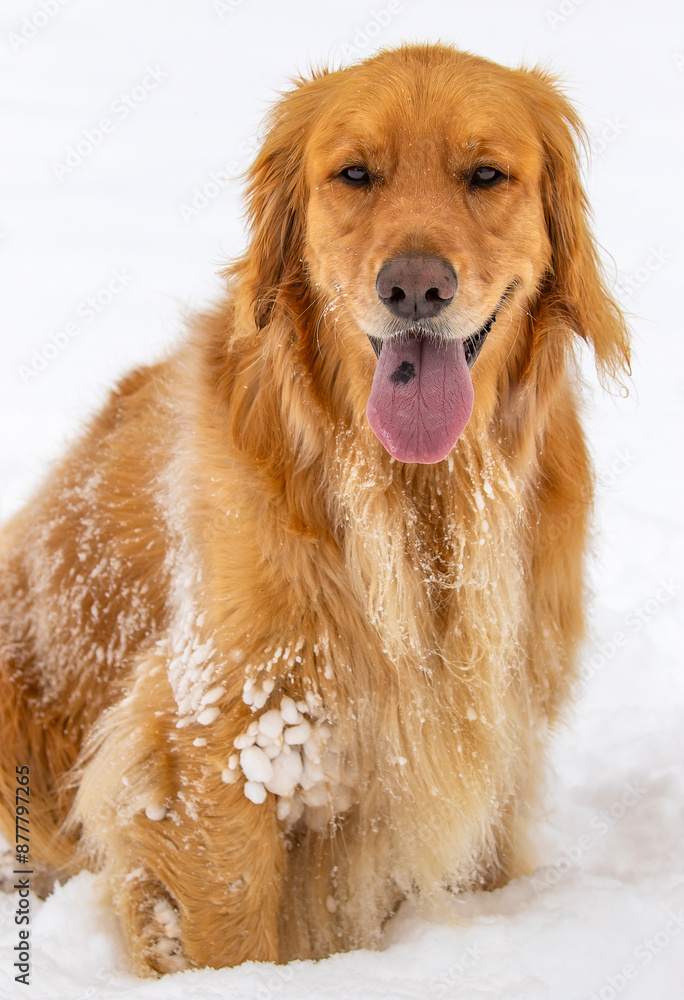 Obraz premium Winter Dog