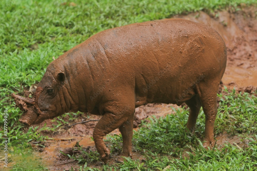 Fototapeta premium A babirusa roams the grass during the rain