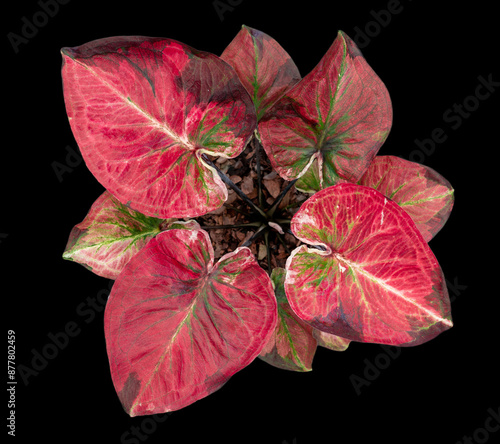 Beautiful colorful caladium on Black background isolate with clipping path. Queen of the leaves plants. Colorful of bon leaves isolate object