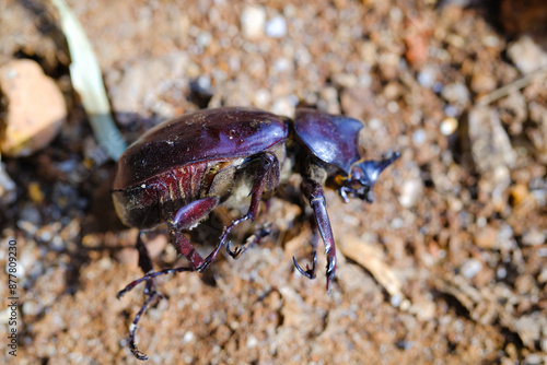 Photography of dead body of black horned beetle isolated. Background of beautiful and exotic animals in the wild. Animal Wildlife. Animal Macros. Fauna Photography. Macro Photography Concept