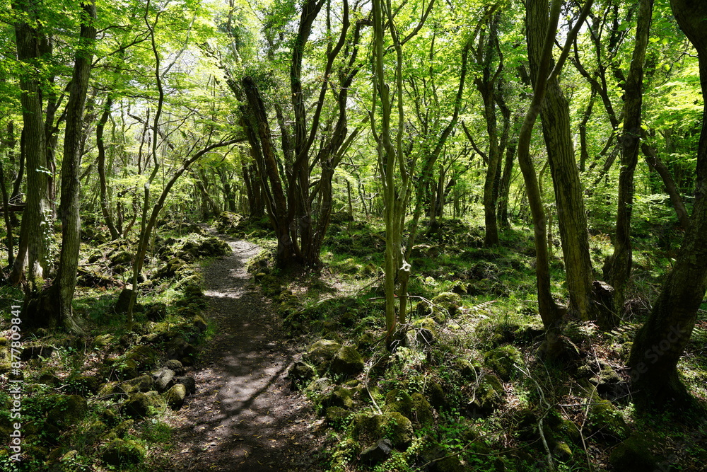 spring forest footpath in the gleaming sunlight spring forest footpath in the gleaming sunlight