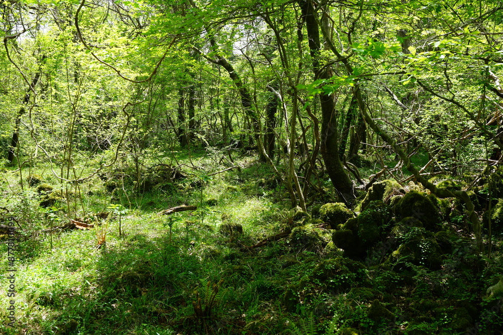 dense spring forest with mossy rocks and trees dense spring forest with mossy rocks and trees