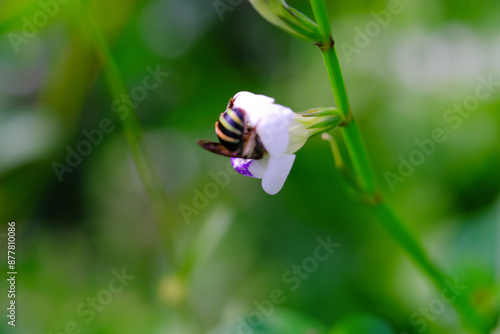 Photograph of small bee sucking nectar on white flower. Background of beautiful and exotic animals in the wild. Animal Wildlife. Animal Macro. Fauna Photgraphy. Macro Concept photo