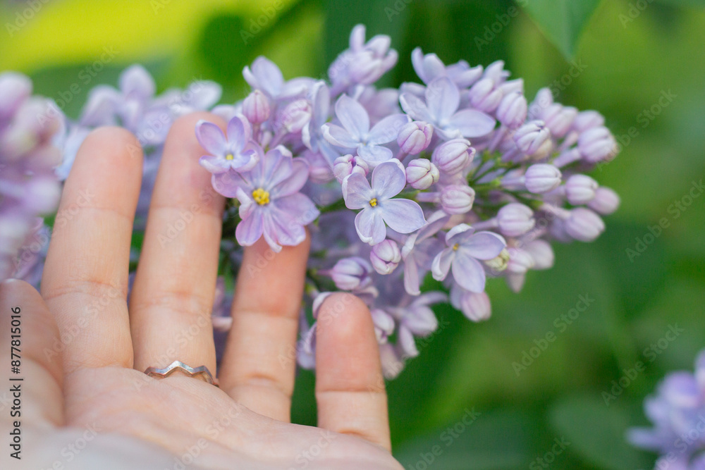 Female hand and lilac flower branch. Women fingers with beautiful purple flower close up photo with green background Female hand and lilac flower branch. Women fingers with beautiful purple flower close up photo with green background