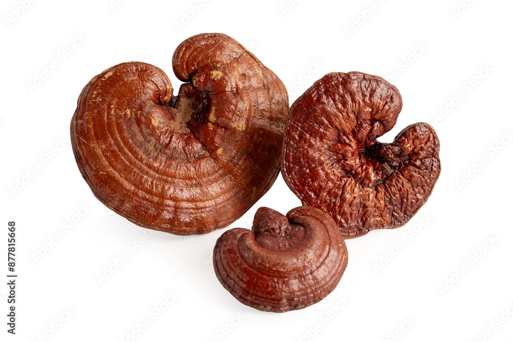 Dried lingzhi mushroom with capsule drug, alternative medicine herbal organic herb. Dried lingzhi mushroom with capsule drug, alternative medicine herbal organic herb.