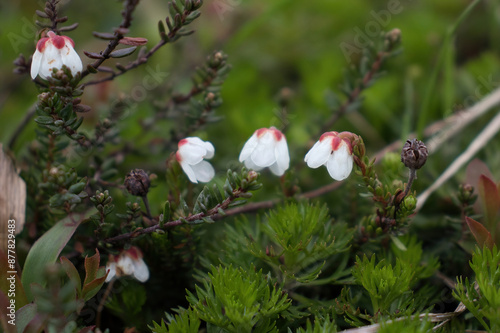 Cassiope flowers at the Independence Mine State Historical Park on a summer day in Alaska. photo