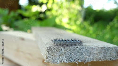 dangerous caterpillar harmful sponge moth crawls wood surfaces, aggressive invasive species that eats plants in gardens and causes serious damage.