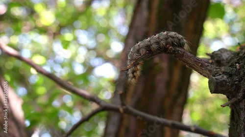 creeping,ferocious form of gypsy moth caterpillar ascends tree,silent predator of garden. photo