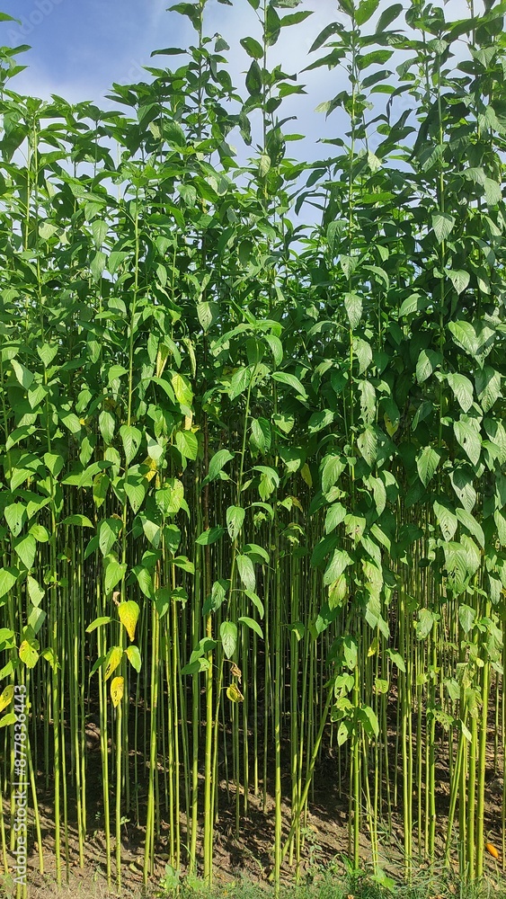Obraz premium Green jute Plantation field. Raw Jute plant Landscape view