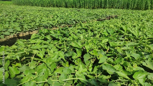 pointed gourd plant, pointed gourd, pointed gourd tree in india,