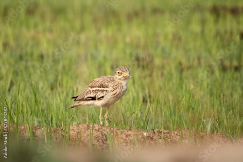 Wallpaper Mural Indian Thick knee Torontodigital.ca