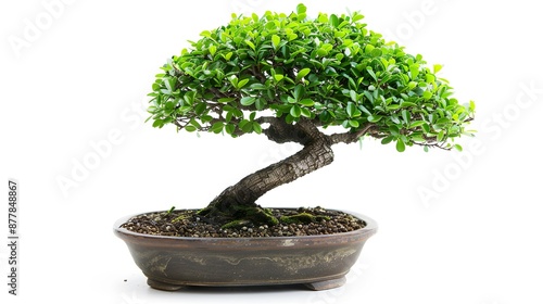 Isolate a potted bonsai tree on a white background