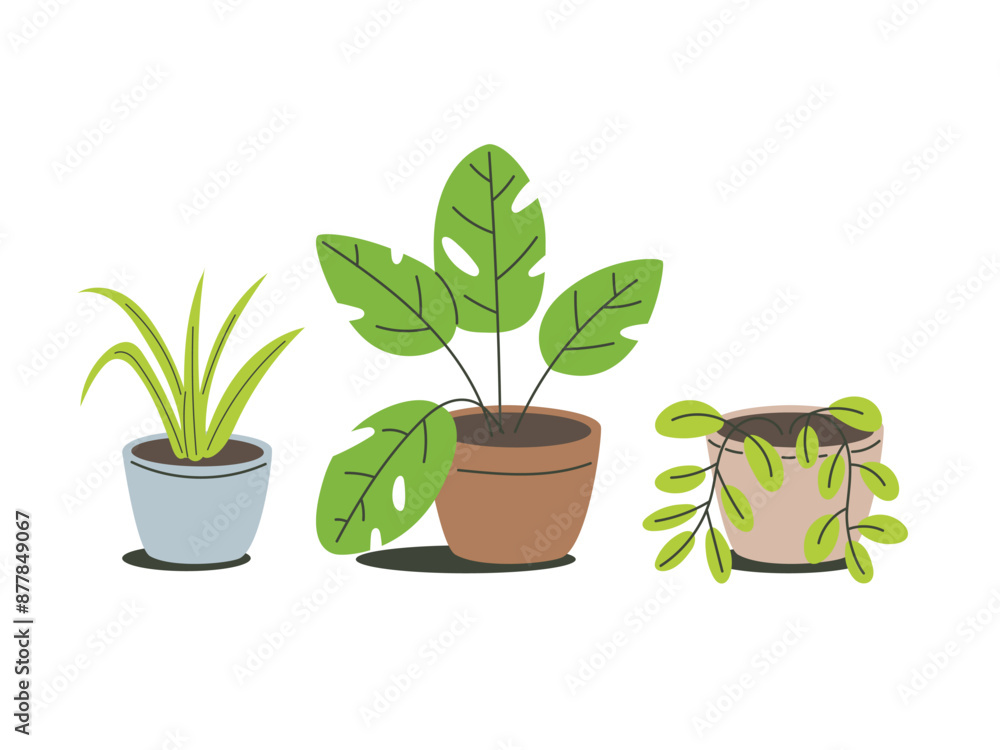Set of plant in pot. house flower. plant indoor room decoration Set of plant in pot. house flower. plant indoor room decoration