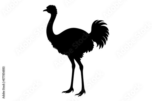 Ostrich silhouette vector, ostrich emu bird vector illustration
