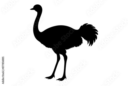 Ostrich silhouette vector, ostrich emu bird vector illustration
