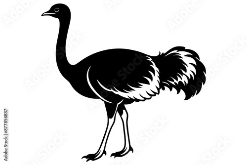 Ostrich silhouette vector, ostrich emu bird vector illustration
