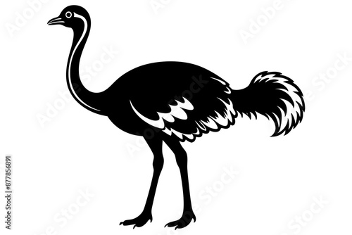 Ostrich silhouette vector, ostrich emu bird vector illustration
