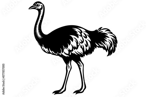 Ostrich silhouette vector, ostrich emu bird vector illustration
