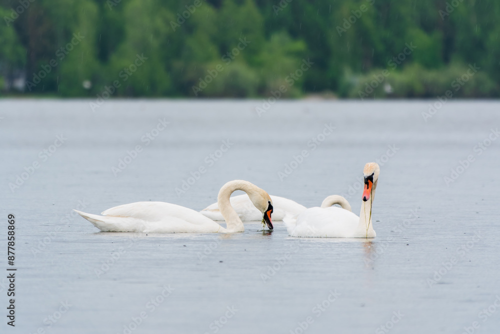 Two Graceful white Swans swimming in the lake, swans in the wild Two Graceful white Swans swimming in the lake, swans in the wild