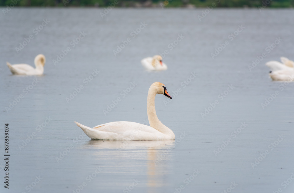 Graceful white Swan swimming in the lake, swans in the wild. Portrait of a white swan swimming on a lake. Graceful white Swan swimming in the lake, swans in the wild. Portrait of a white swan swimming on a lake.
