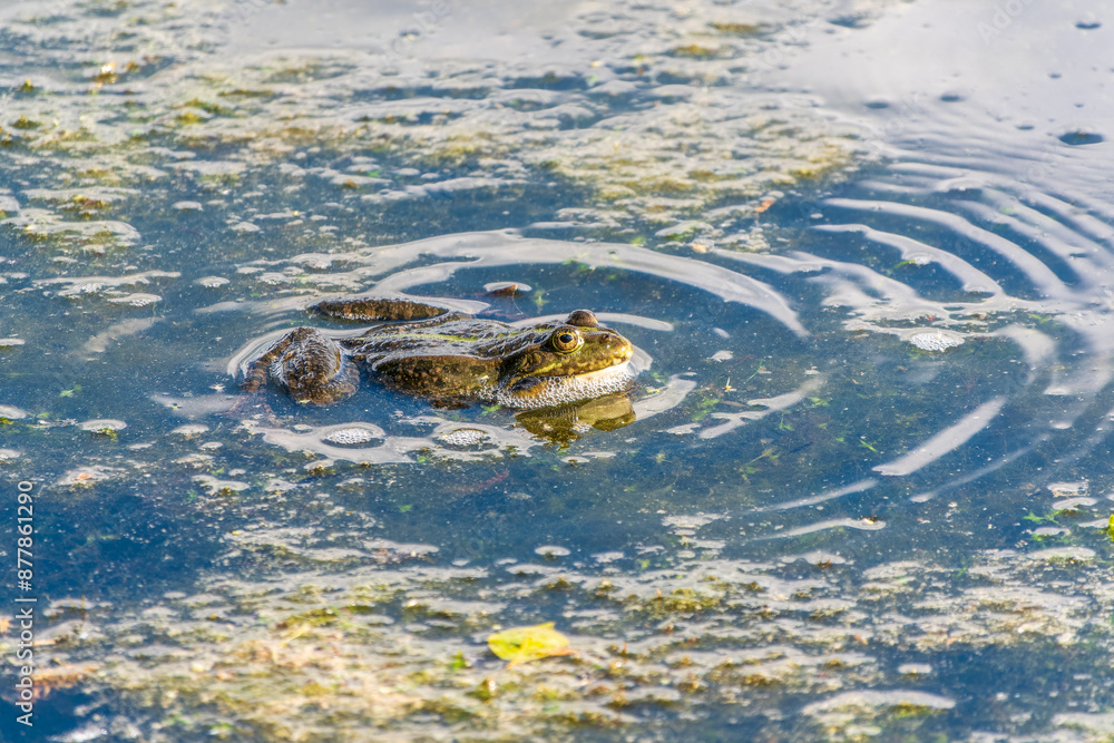 A large green frog sits in the marsh. A large green frog sits in the marsh.