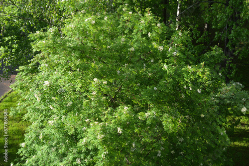 Blooming rowan tree.