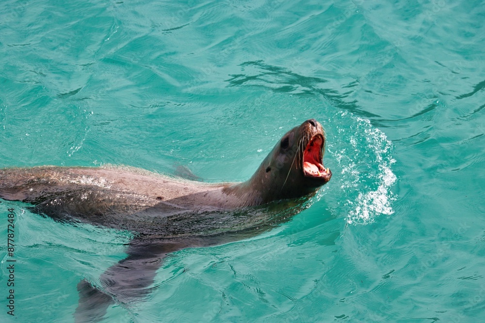 Obraz premium Glacier Bay, Alaska