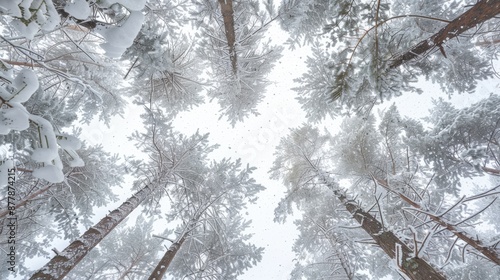 A view from the ground looking up at tall pine trees covered in a blanket of fresh snow. The branches are heavy with snow, creating a white, wintry canopy against a pale, overcast sky. photo