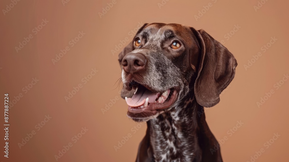Portrait photography of a cute little German Shepherd happy smiling , studio shot isolated on single color background ,editorial style, shoot by DSLR . Portrait photography of a cute little German Shepherd happy smiling , studio shot isolated on single color background ,editorial style, shoot by DSLR .