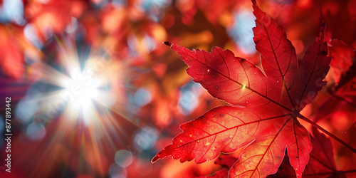 Japanese Red Maple Leaf Veins Lit by Sunlight in Autumn - Ideal for Travel Ads photo