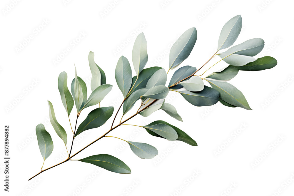 Eucalyptus leaf PNG illustration on transparent background for design projects and botanical themes Eucalyptus leaf PNG illustration on transparent background for design projects and botanical themes