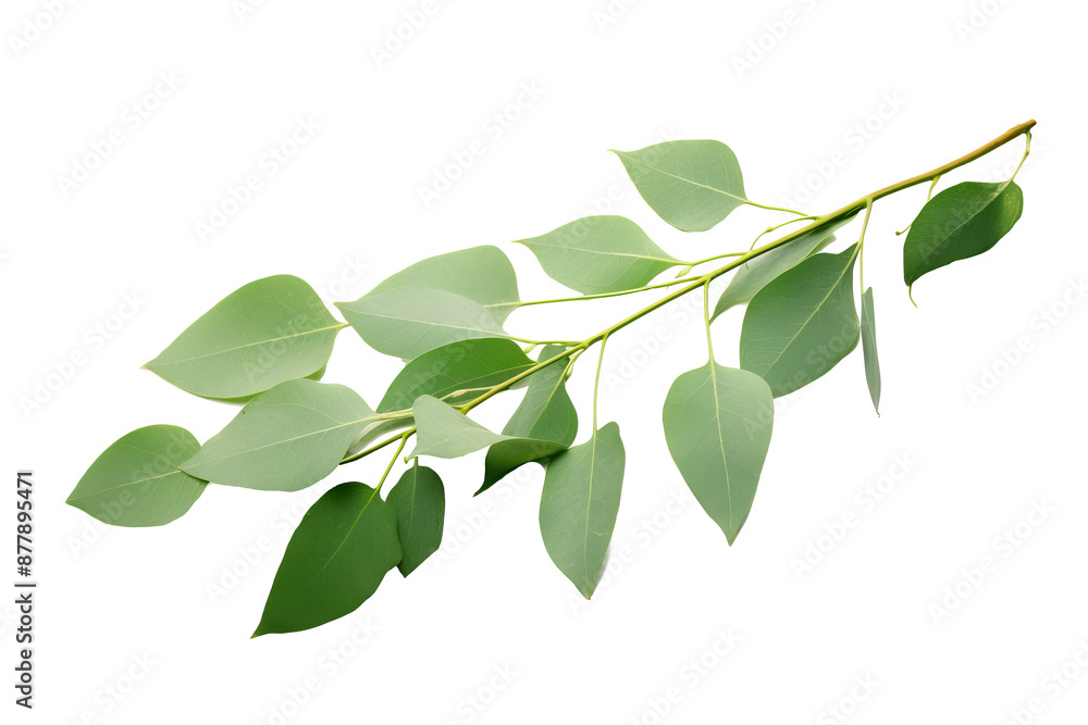 High-quality eucalyptus branch PNG image with white background for botanical and nature-themed design projects High-quality eucalyptus branch PNG image with white background for botanical and nature-themed design projects
