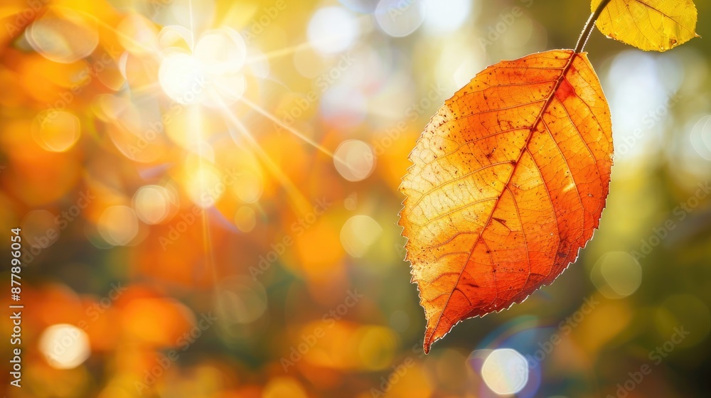 Backlit orange leaf in sunlight autumn backdrop Backlit orange leaf in sunlight autumn backdrop