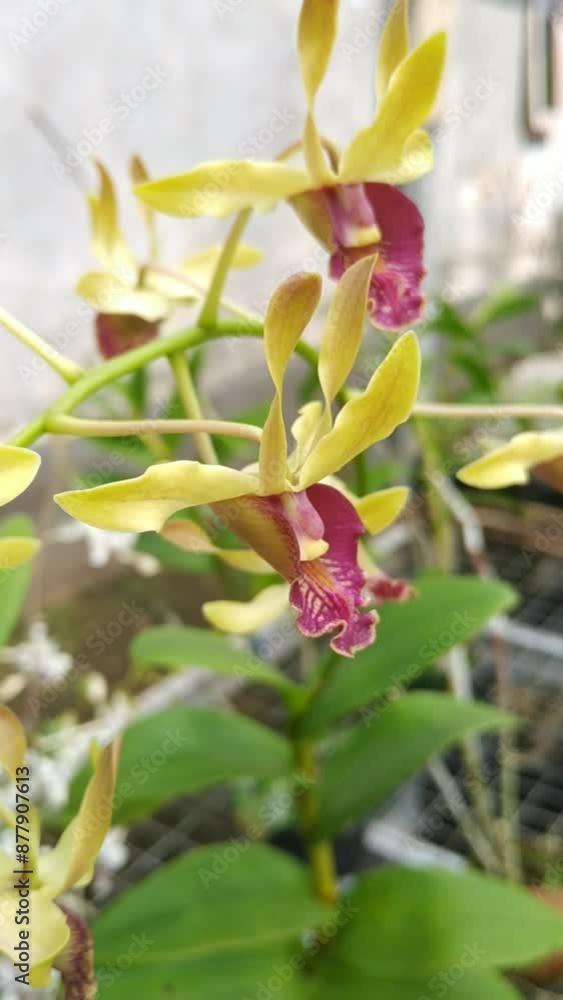 Yellow dendrobium orchid flowers blooming, close up Yellow dendrobium orchid flowers blooming, close up