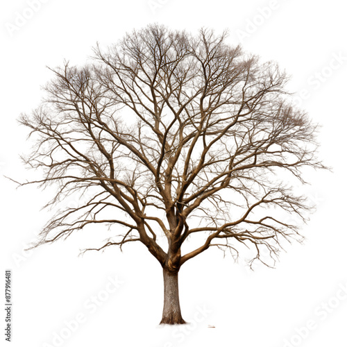 bare tree on transparent background