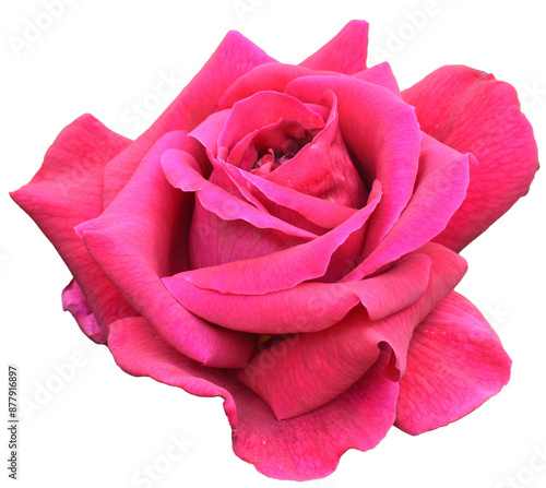 pink rose
