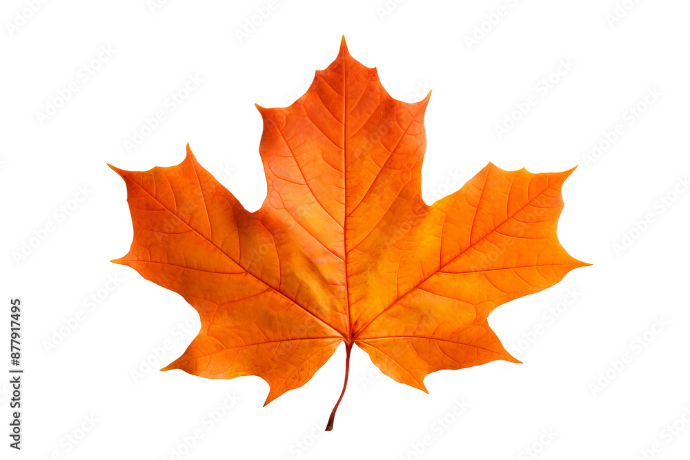 Maple autumn leaf PNG illustration with transparent background, perfect for seasonal designs, fall-themed projects, nature-inspired artworks, and decorative elements Maple autumn leaf PNG illustration with transparent background, perfect for seasonal designs, fall-themed projects, nature-inspired artworks, and decorative elements