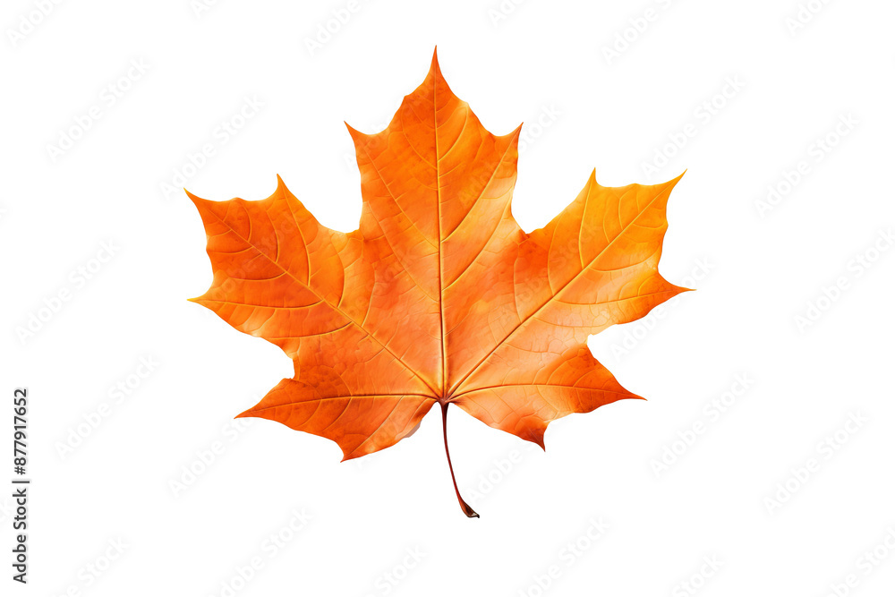 Maple autumn leaf PNG illustration with transparent background, perfect for seasonal designs, fall-themed projects, nature-inspired artworks, and decorative elements Maple autumn leaf PNG illustration with transparent background, perfect for seasonal designs, fall-themed projects, nature-inspired artworks, and decorative elements