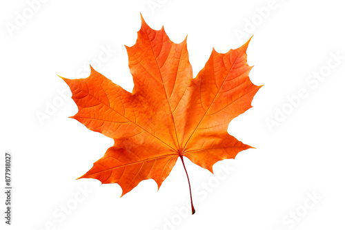 Maple autumn leaf PNG illustration with transparent background, perfect for seasonal designs, fall-themed projects, nature-inspired artworks, and decorative elements