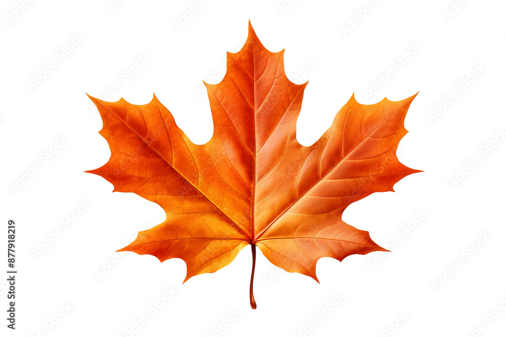 Fototapeta premium Maple autumn leaf PNG style with transparent background for seasonal design projects, fall decorations, nature-themed illustrations, and digital artwork