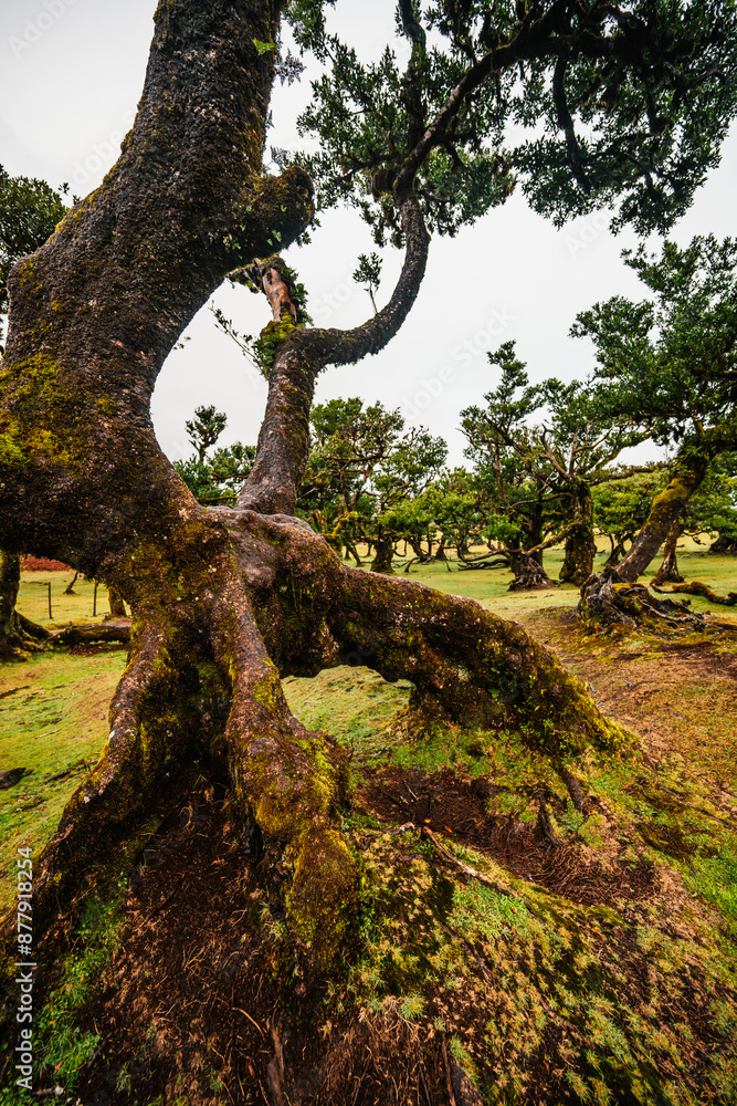 Fanal Forest. Misty forest in Fanal. Old laurel tree in laurel tree forest in madeira in Portugal Fanal Forest. Misty forest in Fanal. Old laurel tree in laurel tree forest in madeira in Portugal