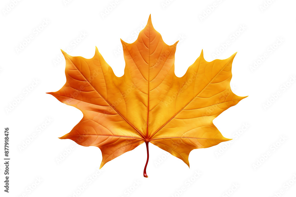 Maple autumn leaf PNG style with transparent background for seasonal design projects, fall decorations, nature-themed illustrations, and digital artwork Maple autumn leaf PNG style with transparent background for seasonal design projects, fall decorations, nature-themed illustrations, and digital artwork