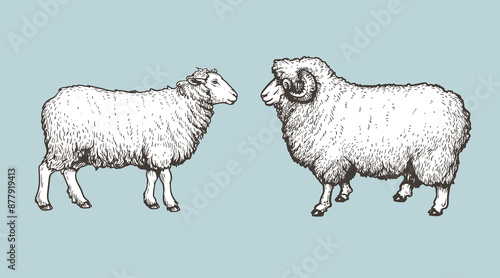 Sheep, ram sketch style set. Hand drawn illustration. Farm animal retro engraved style vector drawings collection.
