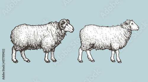 Sheep, ram sketch style set. Hand drawn illustration. Farm animal retro engraved style vector drawings collection.