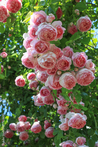 Relaxing and romantic cottage garden scene showing masses of beautiful english pink climbing roses in summer sunshine.