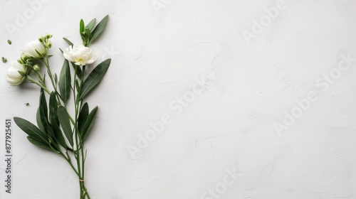 Fragrant floral sprig on a minimalistic white surface, showcasing natural beauty with a clean and simple aesthetic