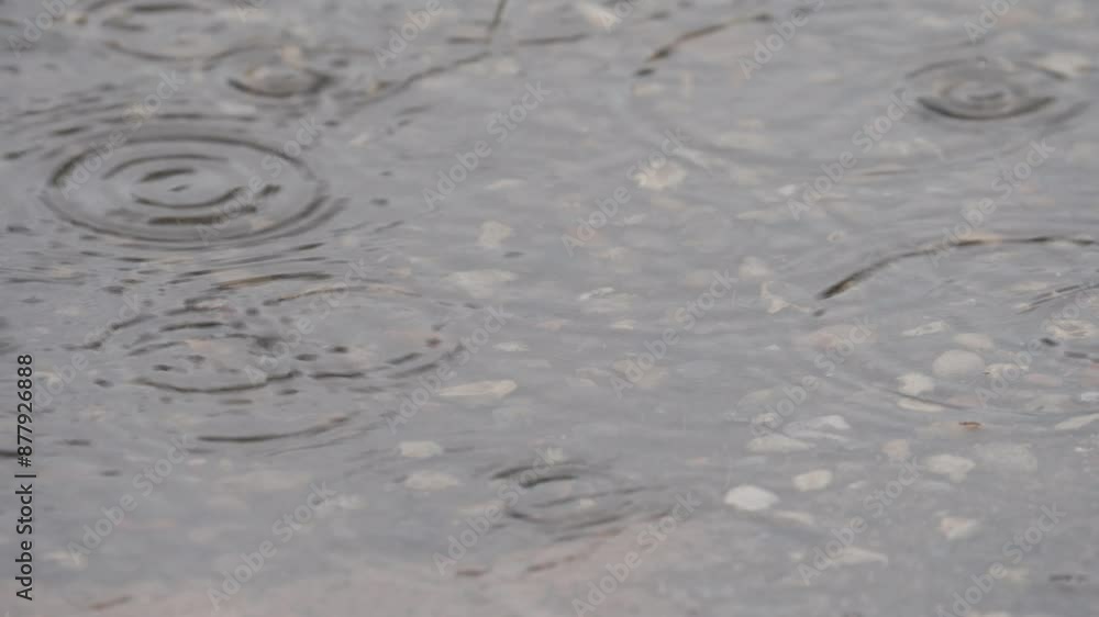 Raindrops Ripple Over Surface Of Water Puddle. Close-up Shot