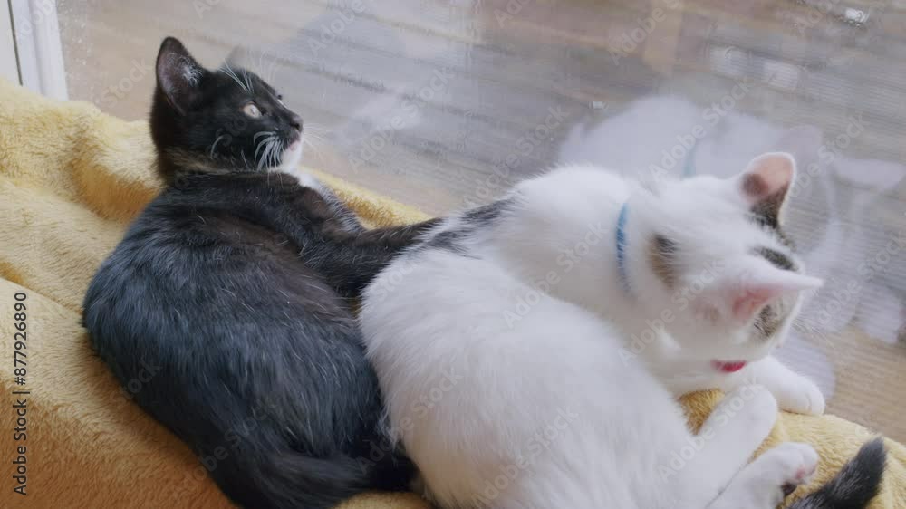 Two cute kitten siblings lying together inside next to window. Domestic pet animals at home Two cute kitten siblings lying together inside next to window. Domestic pet animals at home